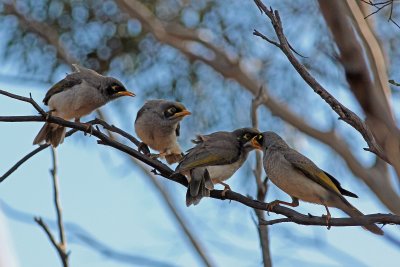 Black-eared Miner