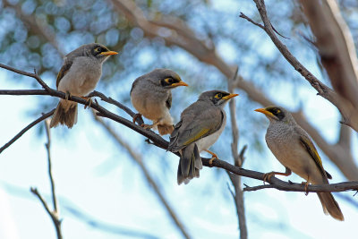 Black-eared Miner