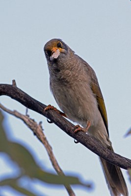 Black-eared Miner