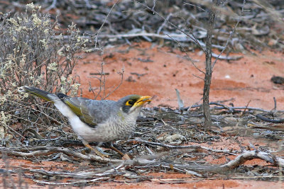 Black-eared Miner