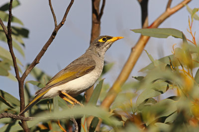 Black-eared Miner