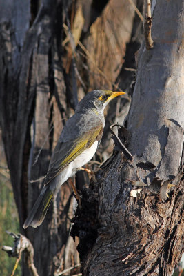 Black-eared Miner