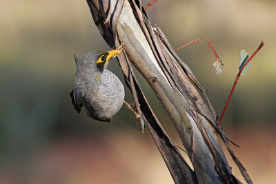 Black-eared Miner
