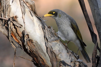 Black-eared Miner