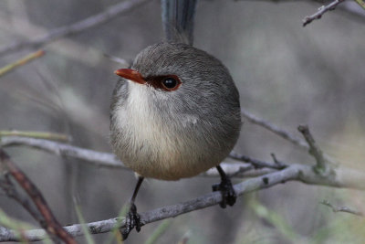 Variegated Fairy-wren (female)