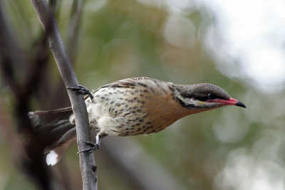 Spiny-cheeked Honeyeater