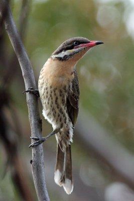 Spiny-cheeked Honeyeater