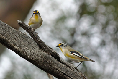 Striated Pardalote