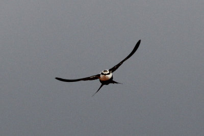 White-backed Swallow