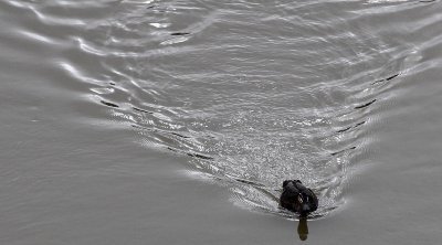 Pacific Black Duck