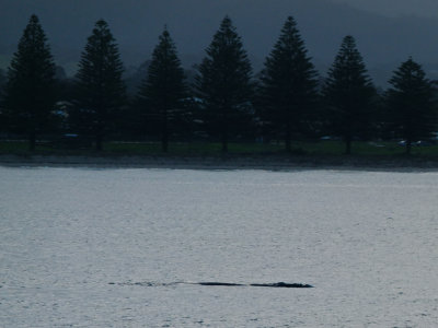 Southern Right Whale