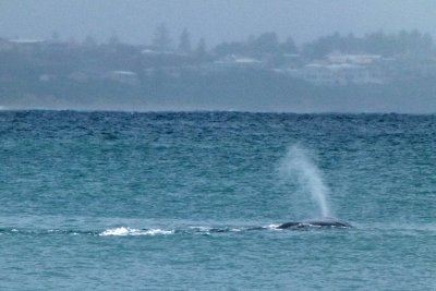 Southern Right Whale