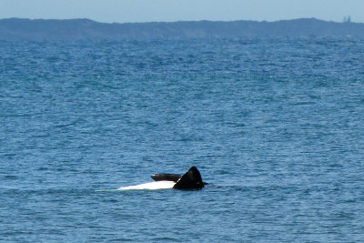 Southern Right Whale