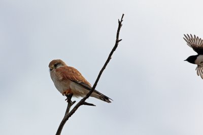Nankeen Kestrel