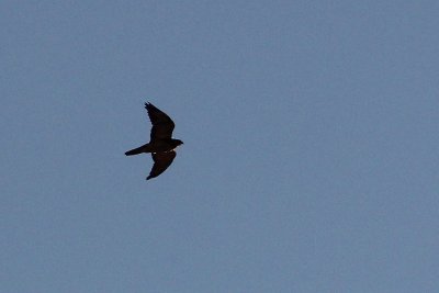 Grey Falcon