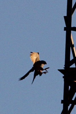 Grey Falcon