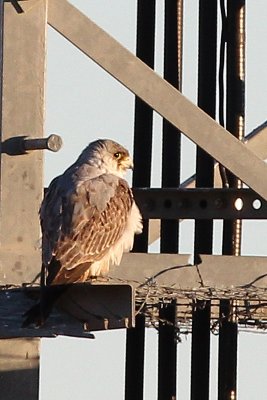 Grey Falcon