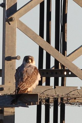 Grey Falcon