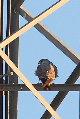 Grey Falcon