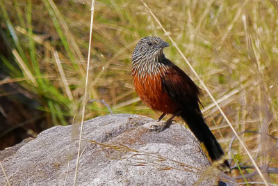Black Grasswren