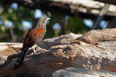 Black Grasswren