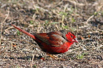 Crimson Finch (male)