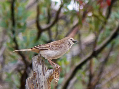 Rufous Songlark