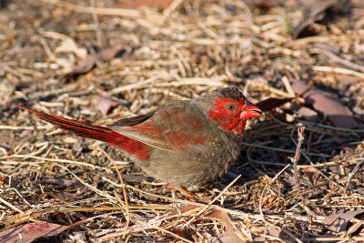 Crimson Finch (female)