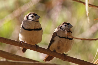 Double-barred Finch