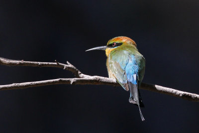 Rainbow Bee-eater