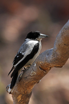 Silver-backed Butcherbird