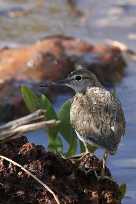 Common Sandpiper
