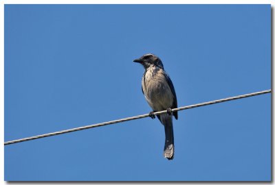 DSC_0339_F.jpg