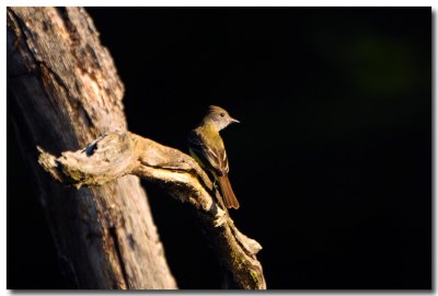 DSC_3388_F.jpg