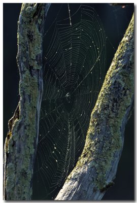DSC_3694_F.jpg