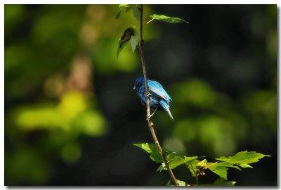 Wildlife along the Potomac
