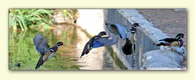 Wood duck panorama