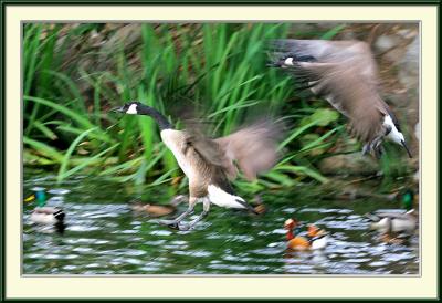 Approach of the Canada Goose