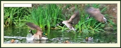 canadian_goose-2-small.jpg