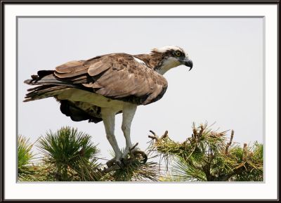 IMG_4944pS.jpg