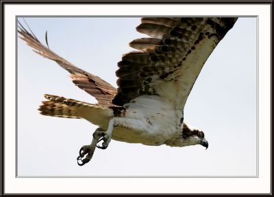 IMG_4945pS.jpg