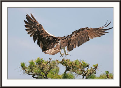 IMG_4981pS.jpg