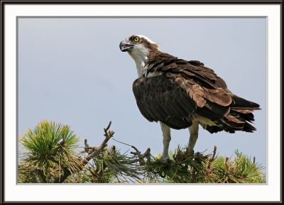 IMG_5000pS.jpg