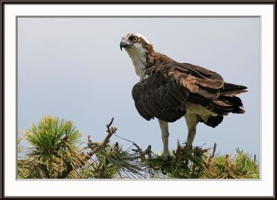 IMG_5011pcs.jpg