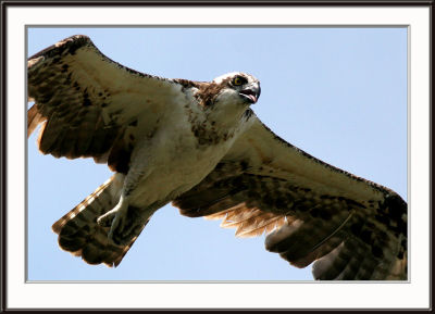 IMG_5088pcs.jpg