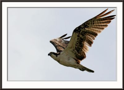 IMG_5196pcs.jpg