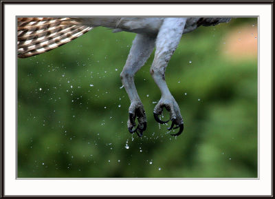 IMG_5237pcs.jpg