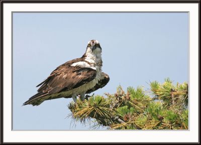 IMG_5241pcs.jpg