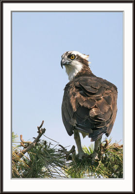 IMG_5252pcs.jpg