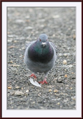 IMG_5378ps.jpg